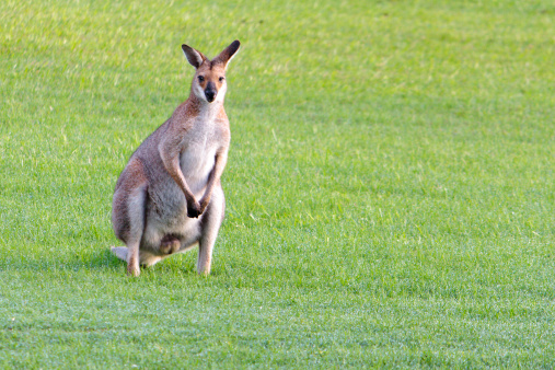 A red-necked wallaby on wet grass