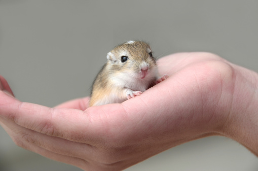 An 18 day old baby gerbil sitting in a child's hand. Gerbils are born with their eyes closed, and don't open them until they are 17 to 20 days old. This gerbil had just opened her eyes for the first time shortly before this photo was taken.