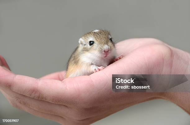 Baby Gerbil In Childs Hand Stock Photo - Download Image Now - Gerbil, Animal, Animal Hair