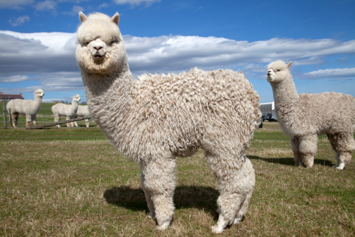 Detailed portrait of the face of a white adult alpaca against a plain, defocussed grey background