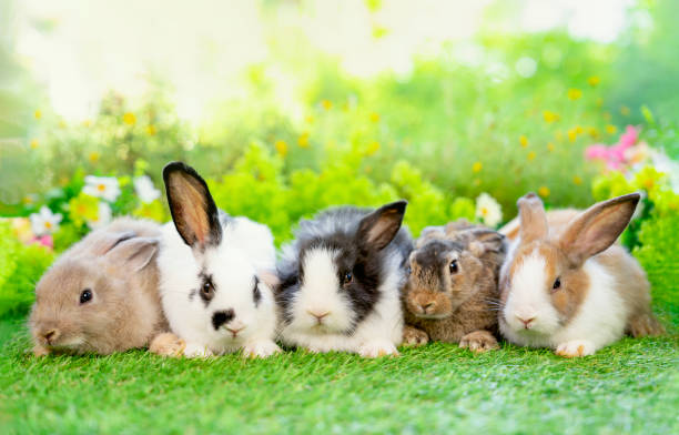 istock Five young adorable rabbits, baby fluffy rabbits sitting on green grasses 1700520701