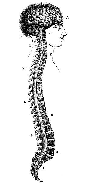 ilustrações de stock, clip art, desenhos animados e ícones de antigo científica médica ilustração de alta resolução: cérebro e espinal - panoramic illustration and painting antique old fashioned