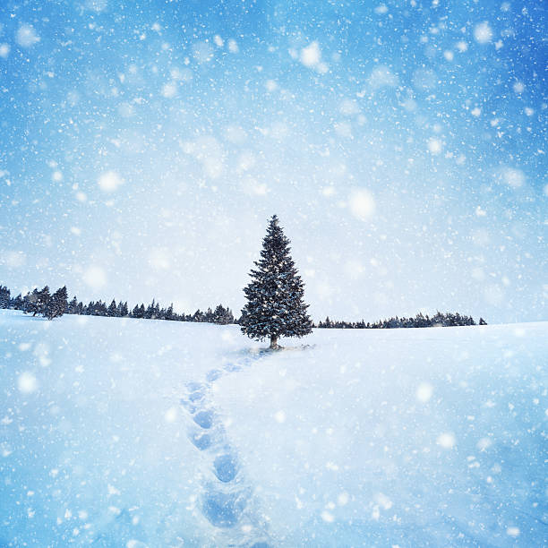 arbre d'hiver - winter cold footpath footprint photos et images de collection