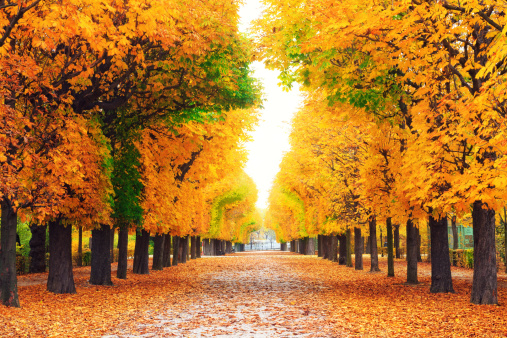 City park in autumn colors.