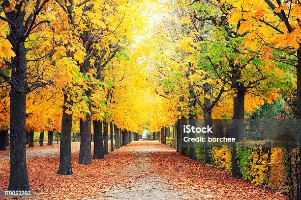 Осенний Парк — стоковые фотографии и другие картинки Австрия - Австрия, Без людей, В ряд