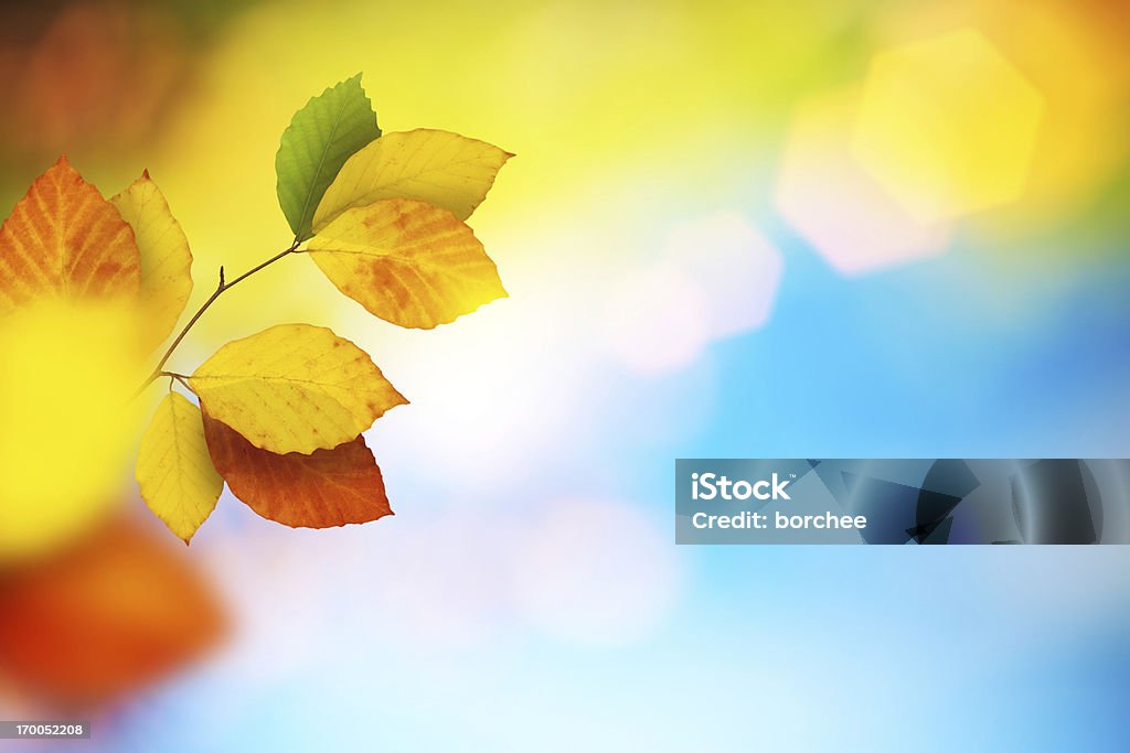 Autumn Leaves Colourful autumn foliage. Change Stock Photo