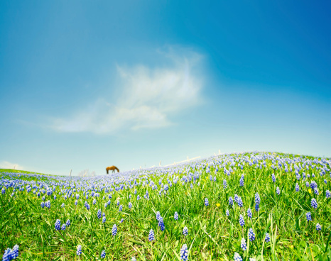 Horse in bluebonnet meadow. Clear summer sky. Place for copy