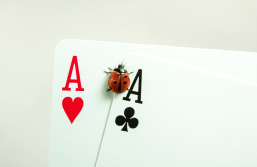 A Ladybug (ladybird) beetle on two aces with  a gray background. Lady Luck