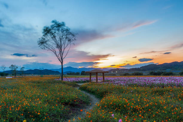istock a view of the autumn fields blooming with cosmos 1700532946