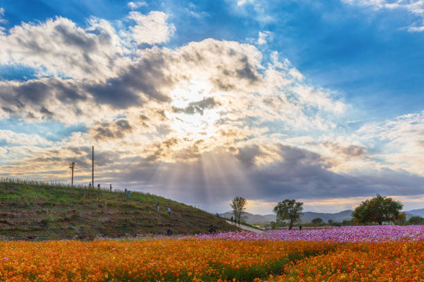 istock a view of the autumn fields blooming with cosmos 1700532954