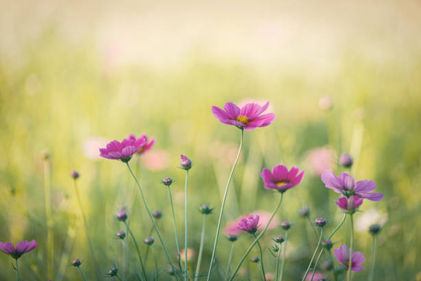 istock a view of the autumn fields blooming with cosmos 1700534744