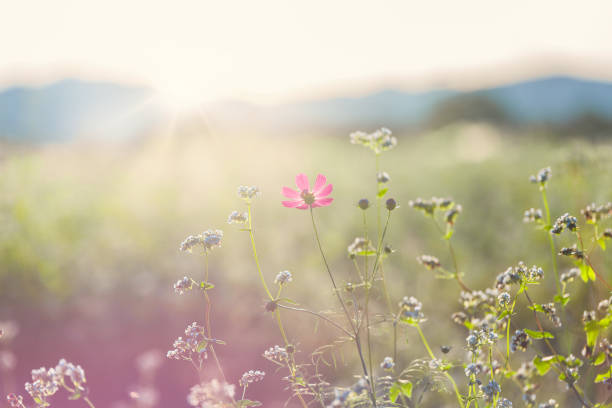 istock a view of the autumn fields blooming with cosmos 1700534971