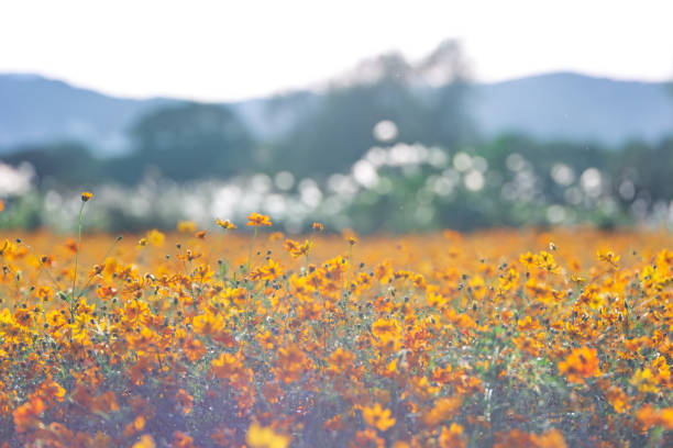 istock a view of the autumn fields blooming with cosmos 1700535130