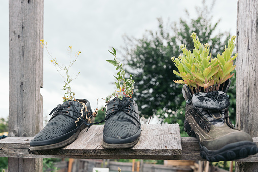 Reusing old shoes as flower pots