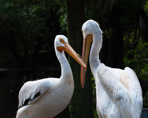 istock White Pelican Couple Having Personal Moment 1700541705