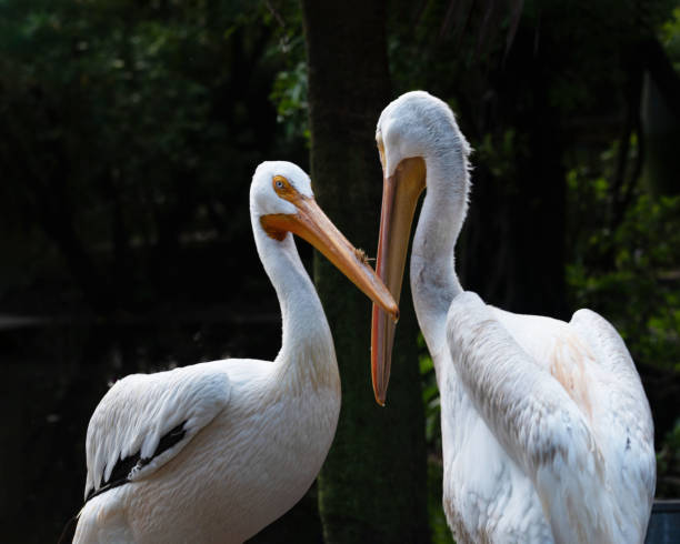 White Pelican Couple Having Personal Moment stock photo