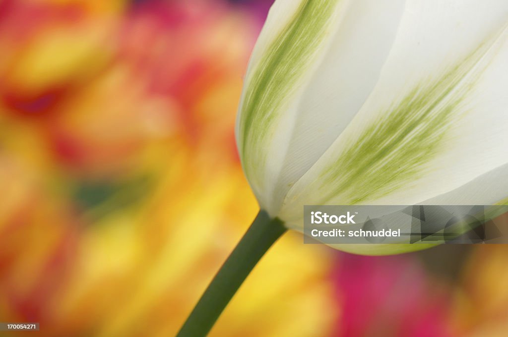 Tulipa cor branca - Royalty-free Amarelo Foto de stock