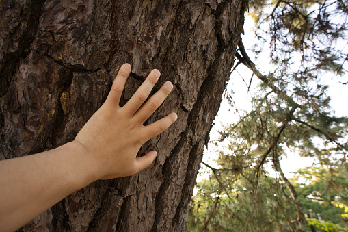 Closeup of child hand touching old tree. World Earth Day. Save the planet nature environment concept. Connection with mother nature. Banner header for website.