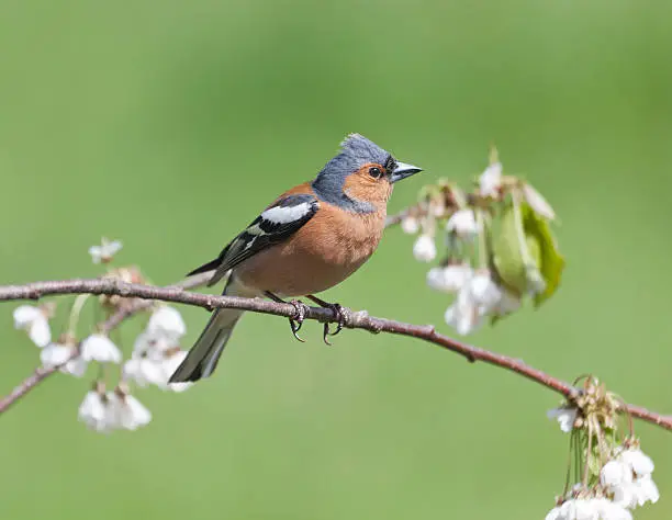 Male Chaffinch (Fringilla coelebs) on twig with plum blossom.  Lots of copy space and several cropping options.