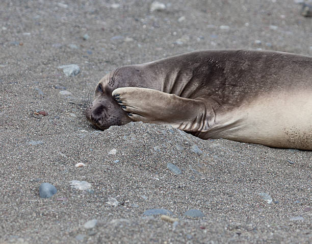 istock Northern Elephant Seal weaner hiding one eye 170054939