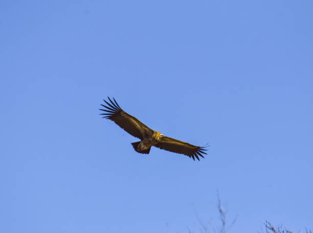 himalayan griffon - griffon vulture imagens e fotografias de stock