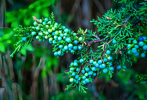 A delicate spider web clings to a juniper  branch loaded with berries in a Cape Cod marsh.