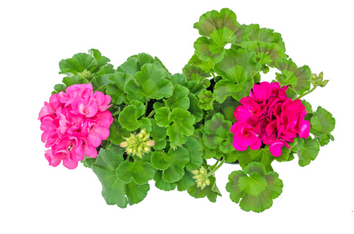 This bright pink geranium has a clipping path     
