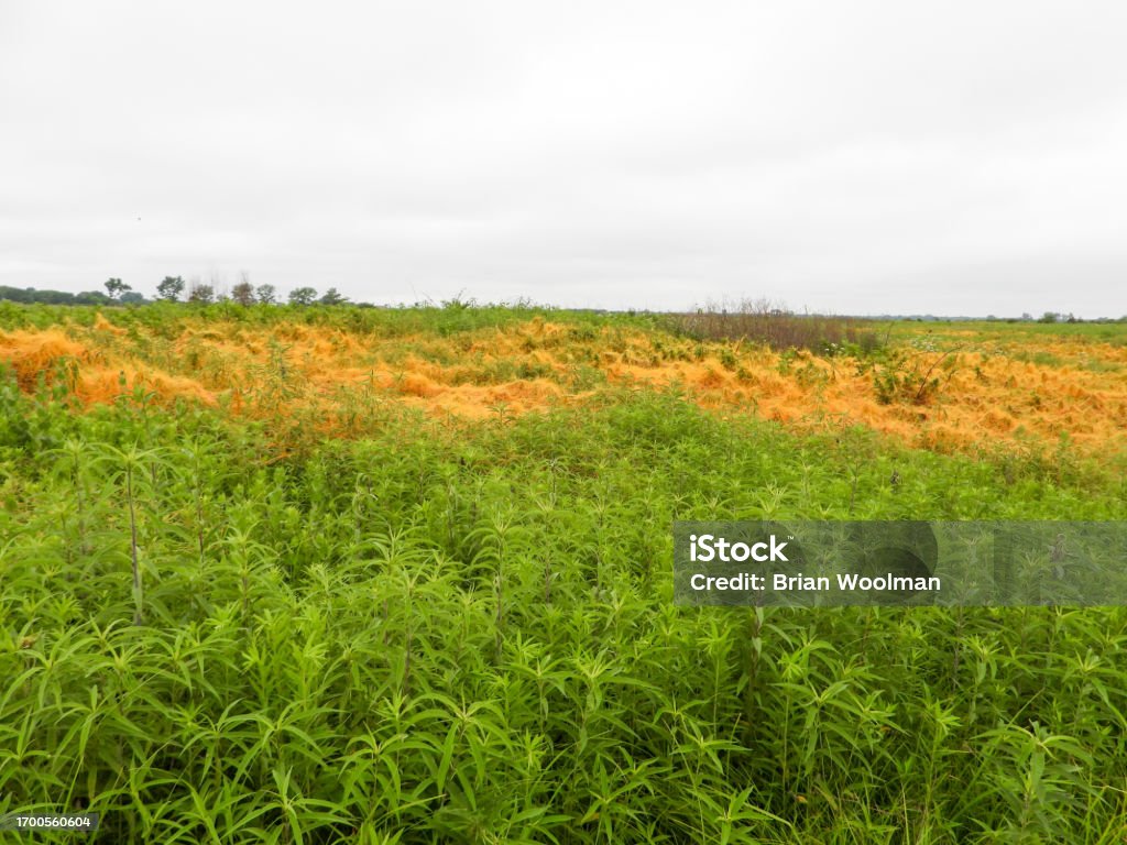 Native Dodder Dodder Native North American Annual Seedbearing Parasitic Vine Climbing ...