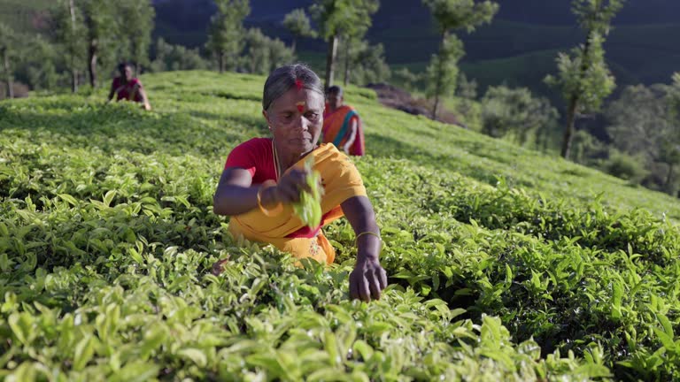 Tamil pickers collecting tea leaves on plantation, Southern India