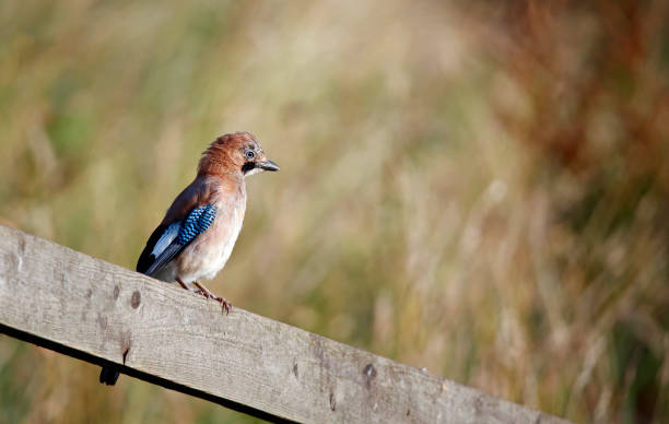 istock Eurasian jays perched around the farm 1700568811
