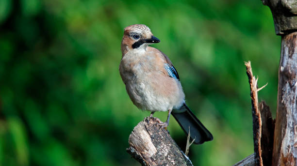 istock Eurasian jays perched around the farm 1700568820