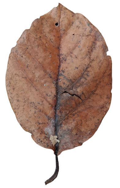 istock dry leaf isolated on white background with clipping path, top view. 1700570929