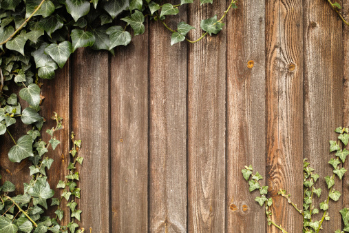 Ivy growing up an old wooden fence.