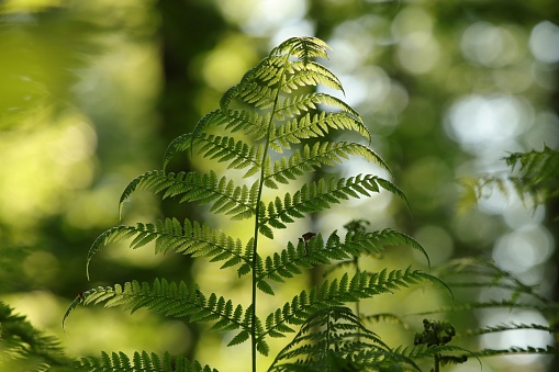 Close-up of fern in the forest on a sunny spring morning.