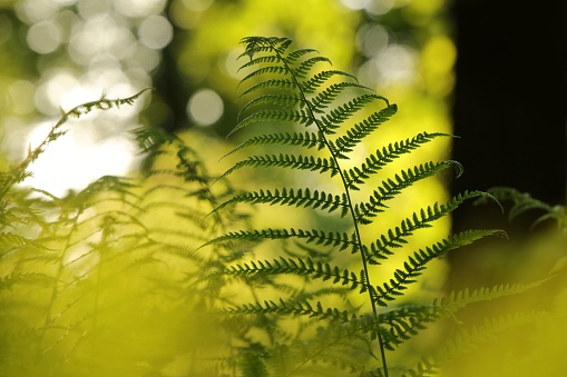 Close-up of fern in the forest on a sunny spring morning.