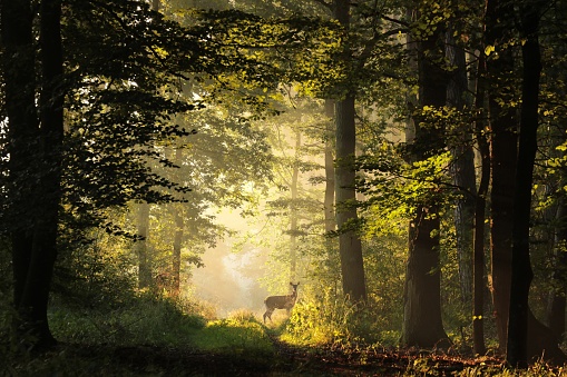 Deer on a forest path during sunrise in early autumn.