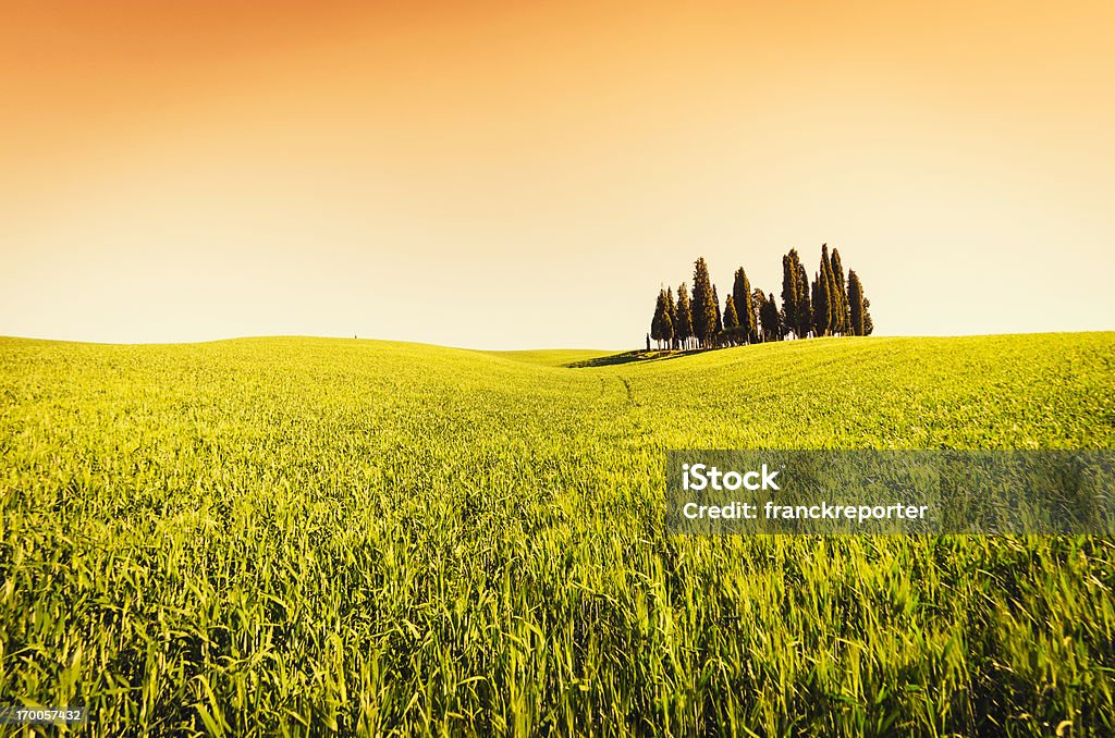 Val d'orcia cypress-magnifique Italie - Photo de Agriculture libre de droits