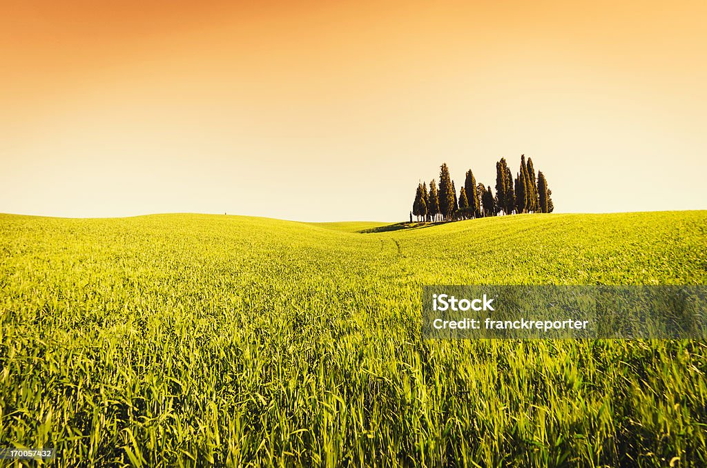 Val d'orcia cypress-bela Itália - Royalty-free Agricultura Foto de stock