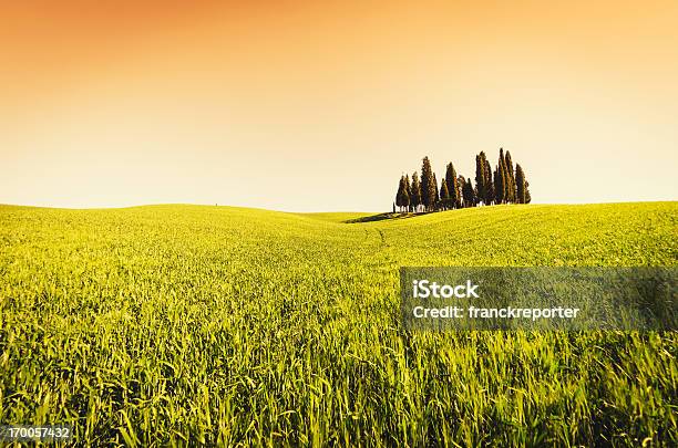 Val Dorcia Cypressbela Itália - Fotografias de stock e mais imagens de Agricultura - Agricultura, Ajardinado, Anoitecer