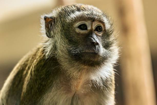 istock Closeup of a primate portrait 1700575360