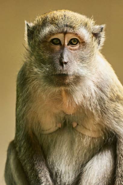 istock Closeup of a primate portrait 1700575364