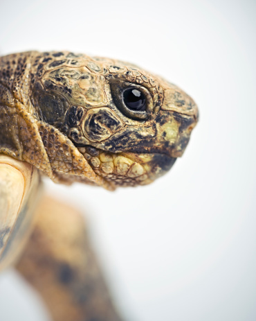 Portrait of a greek tortoise (testudo graeca).