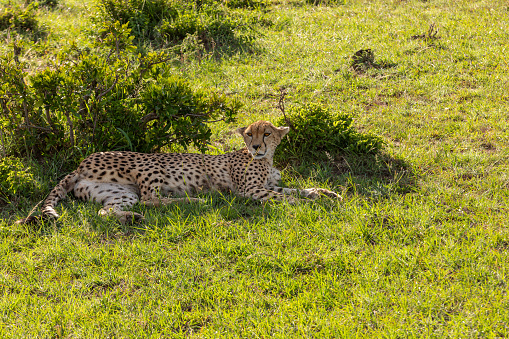 Beautiful African Cheetah resting in wildlife