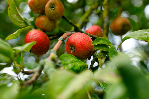 Ripe red apples on old apple tree  in Normandy