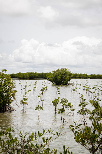 replantation de manglares - ziguinchor fotografías e imágenes de stock
