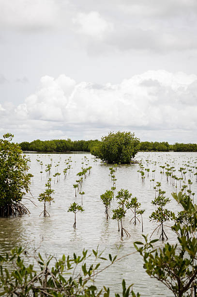 replantation de mangroves - arbol photos et images de collection