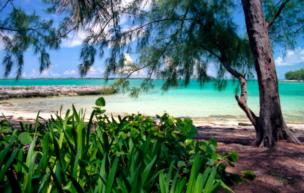 view of vegetation and tree against the sea