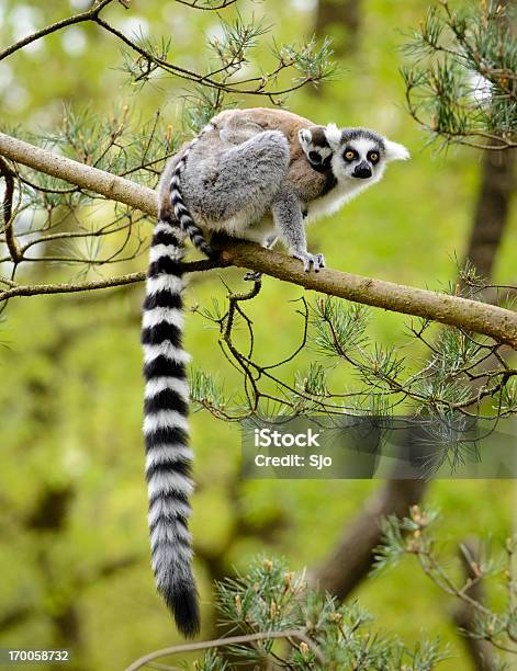 호랑이꼬리여우원숭이 여우원숭이류에 대한 스톡 사진 및 기타 이미지 - 여우원숭이류, 나무, 나뭇가지