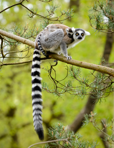 Ring-Tailed Lemur with a baby Ring Tailed Lemur on its back sitting high up in a tree.