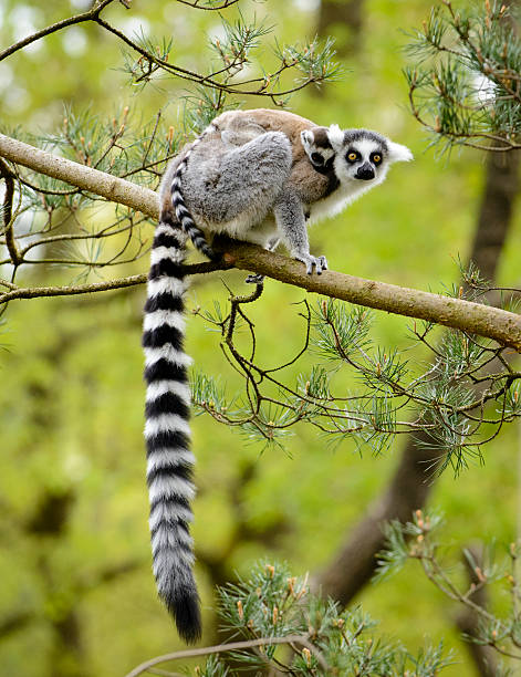 Ring-Tailed Lemur Ring-Tailed Lemur with a baby Ring Tailed Lemur on its back sitting high up in a tree. lemur catta stock pictures, royalty-free photos & images